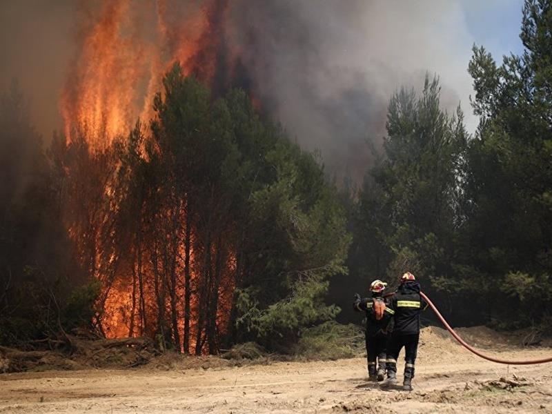 Μεγάλη φωτιά στην Ηλεία: Καίγεται το προστατευόμενο δάσος της Στροφυλιάς