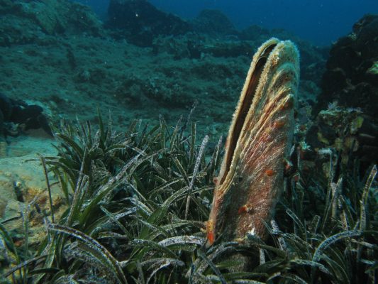 Εξαφανίζεται η γνωστή ‘πίνα’ από τους ελληνικούς βυθούς λόγω παρασίτου