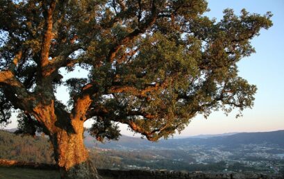 Ισπανία: Κλωνοποιούν πολύτιμα δέντρα μετά την καταστροφική χιονοθύελλα